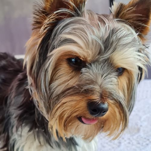 Chiots yorkshire terrier #4