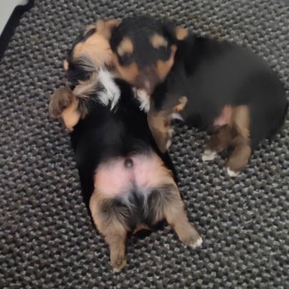 Chiots yorkshire terrier #5