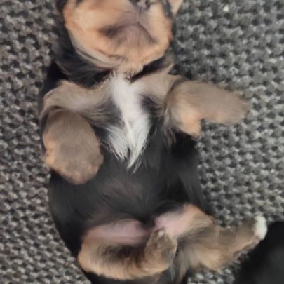 Chiots yorkshire terrier #6