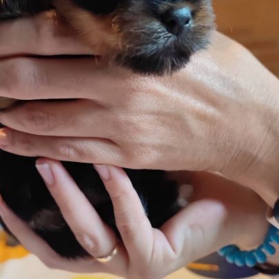 Chiots yorkshire terrier #7