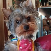 Chiots yorkshire terrier #1