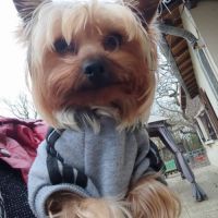 Chiots yorkshire terrier