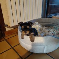 Chiots yorkshire terrier #3