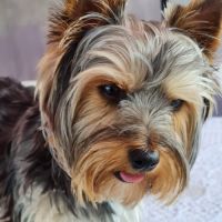 Chiots yorkshire terrier #4