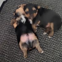 Chiots yorkshire terrier #5