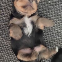 Chiots yorkshire terrier #6