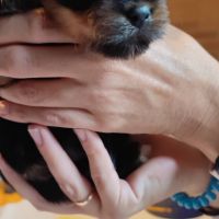 Chiots yorkshire terrier #7