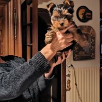 Chiots yorkshire terrier #8