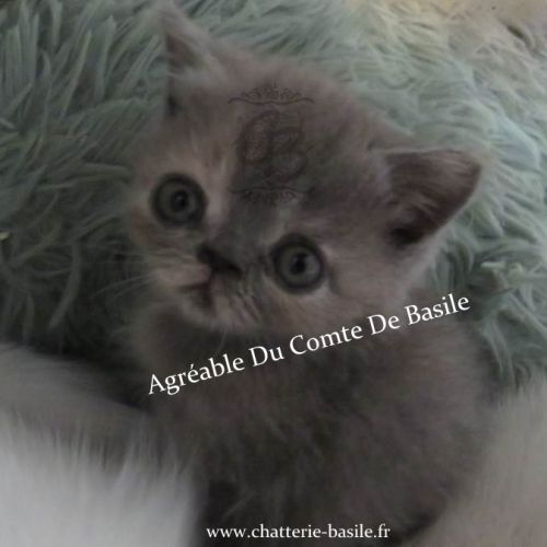 Type exotic shorthair #0