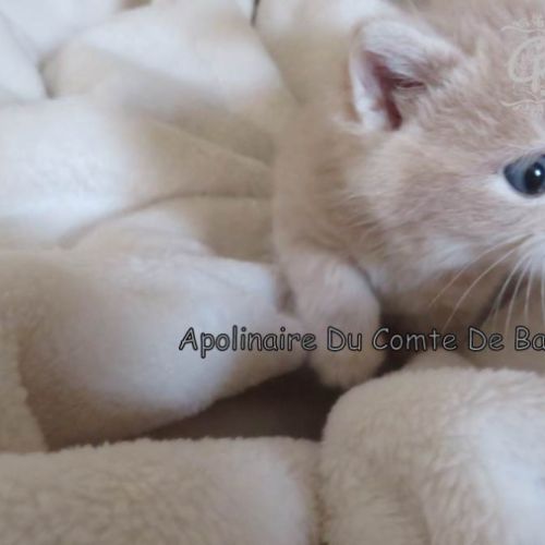 Type exotic shorthair #5