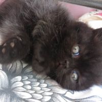 Type exotic shorthair #2