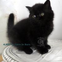 Type exotic shorthair #3