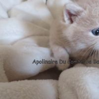 Type exotic shorthair #5