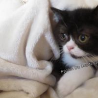 Type exotic shorthair #6