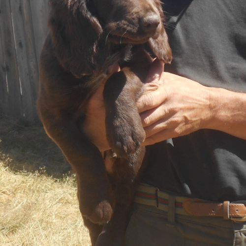 Chiots de race chien d'oysel allemand lof à vendre #3