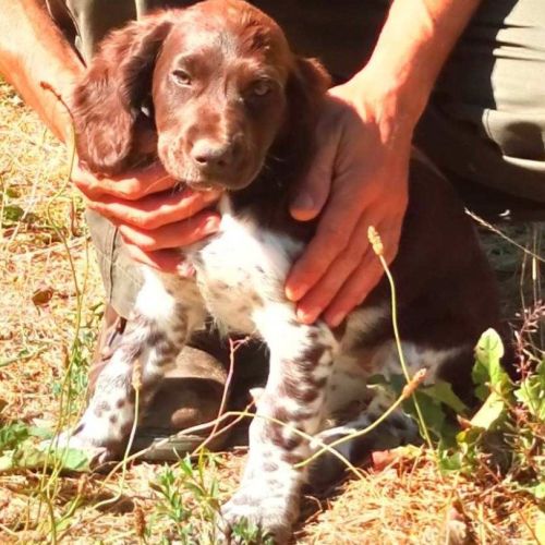 Chiots de race chien d'oysel allemand lof à vendre #4