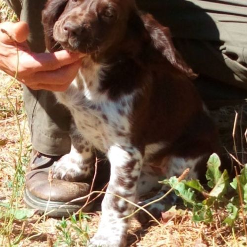 Chiots de race chien d'oysel allemand lof à vendre #6