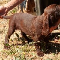Chiots de race chien d'oysel allemand lof à vendre #1