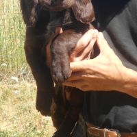 Chiots de race chien d'oysel allemand lof à vendre #2