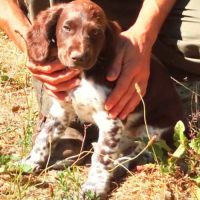 Chiots de race chien d'oysel allemand lof à vendre #4