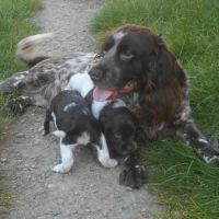 Chiots de race chien d'oysel allemand lof à vendre #5