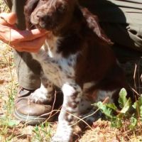 Chiots de race chien d'oysel allemand lof à vendre #6