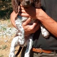 Chiots de race chien d'oysel allemand lof à vendre