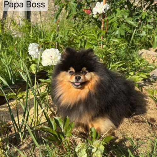 2 spitz orange charbonné #2