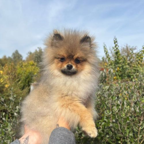 2 spitz orange charbonné #0