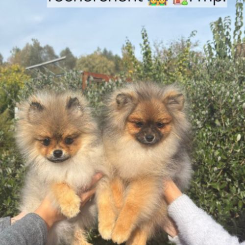 2 spitz orange charbonné #6