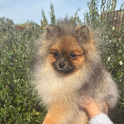 2 spitz orange charbonné #7