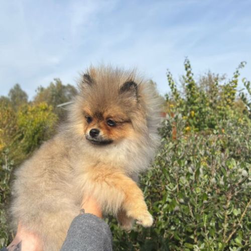 2 spitz orange charbonné #8