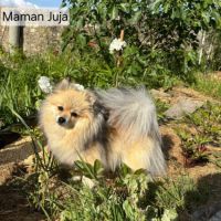 2 spitz orange charbonné #1