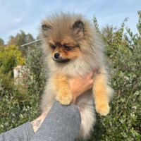 2 spitz orange charbonné #3