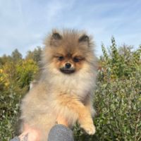 2 spitz orange charbonné