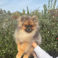 2 spitz orange charbonné #5