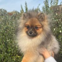 2 spitz orange charbonné #7