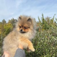 2 spitz orange charbonné #8