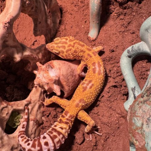 Gecko léopard avec ou sans son terrarium #0