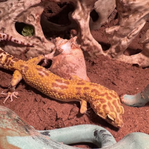 Gecko léopard avec ou sans son terrarium #4