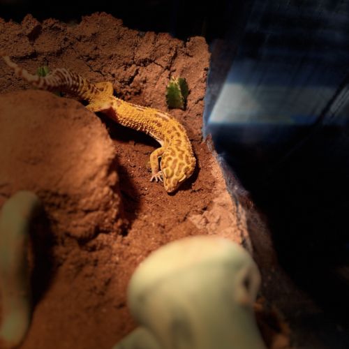 Gecko léopard avec ou sans son terrarium #5