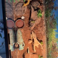 Gecko léopard avec ou sans son terrarium #1