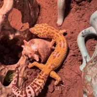Gecko léopard avec ou sans son terrarium