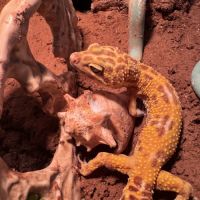 Gecko léopard avec ou sans son terrarium #3