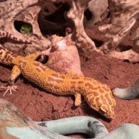 Gecko léopard avec ou sans son terrarium #4