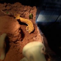 Gecko léopard avec ou sans son terrarium #5
