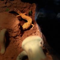 Gecko léopard avec ou sans son terrarium #6