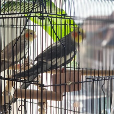 Couple perruche calopsitte