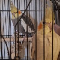 Couple perruche calopsitte avec cage