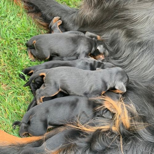 Chiots setter gordon lof #2